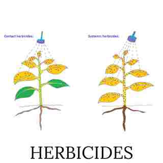 buy online herbicide krisikart