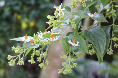 Parijat Plant - Harsingar Plant- Shiuli Flower Plant - Night Jasmin - Siuli Tree (Nyctanthes arbor-tristis): Tree buy online