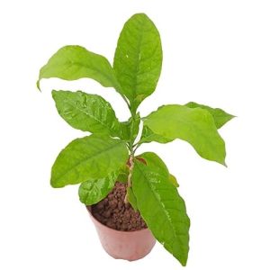 Nursery Bel Plant/Bel Patra/Bel Tree/Bilva Patra/Bael load of shiva plant with Paper pot buy online