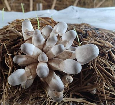 High Yield Paddy Straw Mushroom Spawn