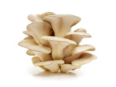 White oyster mushrooms Spawn/Seeds buy online,1kg,500gram price in india