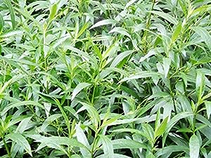 Kalmegh/Green Chiretta/King of Bitters/Chirata/Andrographis paniculata Medicinal Plant/Herbal Ayurveda Plant buy online