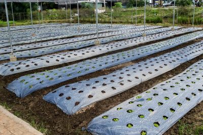 Mulching Paper Plastic Sheet for Agriculture, 4ft x 400m - 30 Micron ( White)