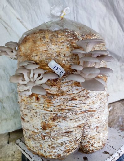 Plastic bags rice straw for mushroom cultivation\farming price 1kg,5kg,10kg near ,use