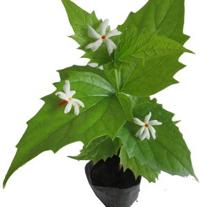 Parijat Plant - Harsingar Plant- Shiuli Flower Plant - Night Jasmin - Siuli Tree (Nyctanthes arbor-tristis): Tree buy online