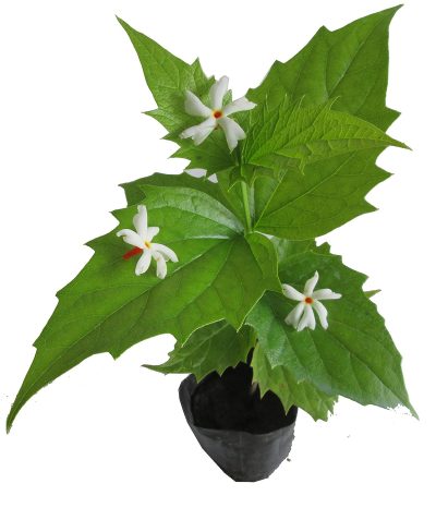 Parijat Plant - Harsingar Plant- Shiuli Flower Plant - Night Jasmin - Siuli Tree (Nyctanthes arbor-tristis): Tree buy online