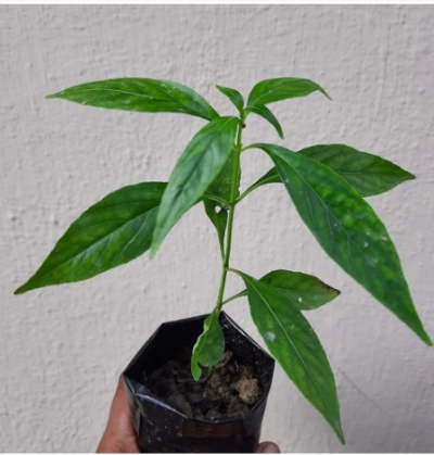 Kalmegh/Green Chiretta/King of Bitters/Chirata/Andrographis paniculata Medicinal Plant/Herbal Plant - Healthy Live 1 Plant - first delivery - Image 2