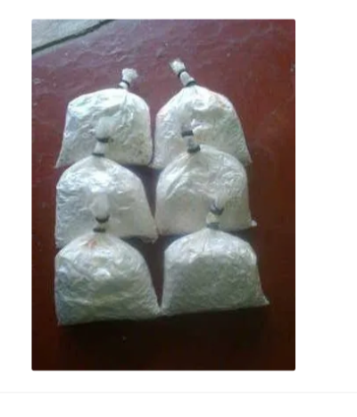 High Yield Paddy Straw Mushroom Spawn