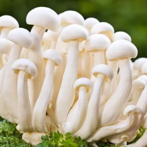 Milky Mushroom Spawn/Seeds 1kg price, buy online in india