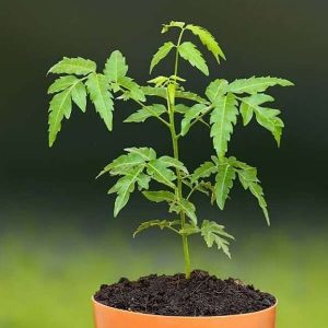 Buy Neem Tree (Azadirachta indica Plant ) online at best price in india