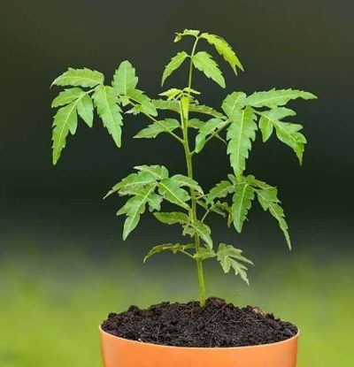 Buy Neem Tree (Azadirachta indica Plant ) online at best price in india