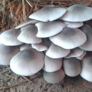 High Yield Best Paddy Straw Mushroom Spawn ,seeds buy 1kg,5kg price,use