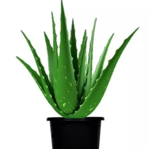 Aloe Vera Plant Medicinal Natural Live for Indoor Outdoor garden Home Decor Living Room Desk ( 1 Plant )