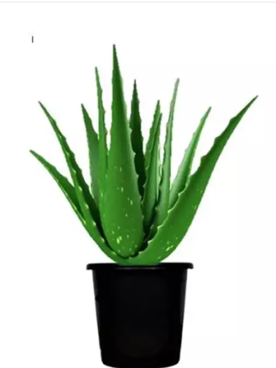 Aloe Vera Plant Medicinal Natural Live for Indoor Outdoor garden Home Decor Living Room Desk ( 1 Plant )