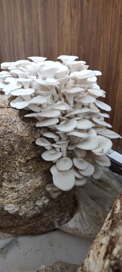 Oyster Florida Mushroom