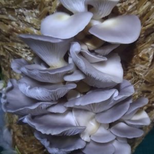Blue Oyster mushrooms buy online