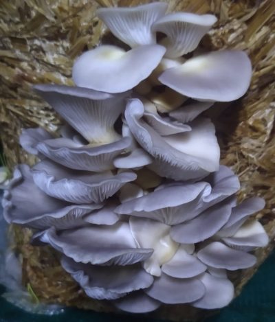 Blue Oyster mushrooms buy online