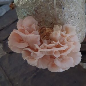 Pink Oyster Mushrooms: spawn/Seeds
