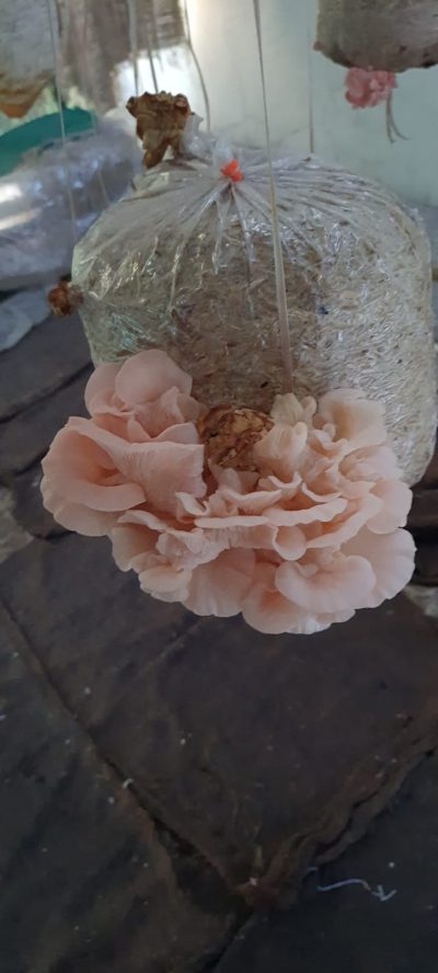 Pink Oyster Mushrooms: spawn/Seeds