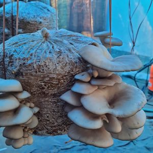 Oyster Sajor Caju mushroom spawn/Seeds