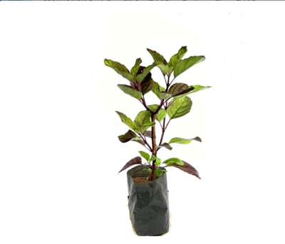 In the heart of many Indian homes, the sacred Krishna Tulsi plant stands as a symbol of purity, health, and spirituality.