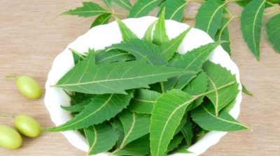 With its myriad of medicinal properties, the Neem tree leaves have been revered in traditional medicine systems like Ayurveda for centuries.