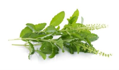 Holy basil (Tulsi) plant leaves , also known as Tulsi leaves , a revered herb in traditional Indian medicine with a plethora of health benefits.