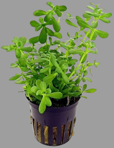 Brahmi plant leaves, also known as Bacopa, is a revered herb in Ayurveda renowned for its myriad health benefits.