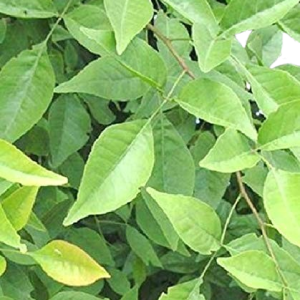 Bel /Bael patra green leaves For Rituals (Puja), Medicinal Plant With Black Plastic Pot Buy