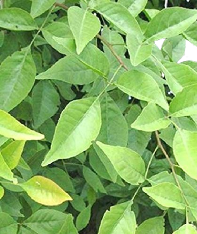 Bel /Bael patra green leaves For Rituals (Puja), Medicinal Plant With Black Plastic Pot Buy