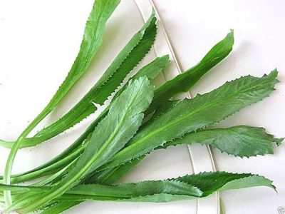 Culantro Plant leaves buy - first delivery - Image 3