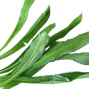 Culantro Plant leaves , scientifically known as Eryngium foetidum,