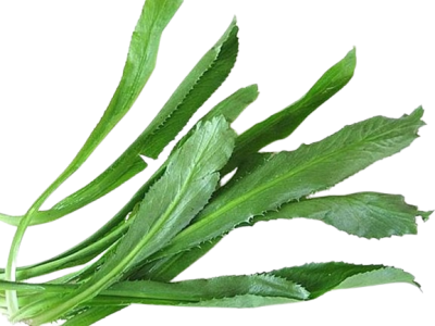Culantro Plant leaves , scientifically known as Eryngium foetidum,