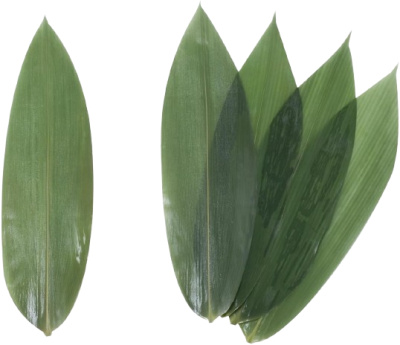 Bamboo live leaves/leaf as an eco-friendly packaging solution.