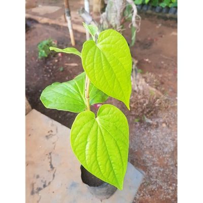 Medinipur Special Betel live leaf/Leaves plant ,(With Pot)First Delivery - Image 2