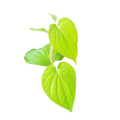 Medinipur Special Betel live leaf/Leaves plant ,(With Pot)First Delivery - Image 3