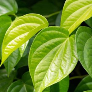 Medinipur Special Betel live leaf/Leaves plant, also known as 'Paan leaf' in India,