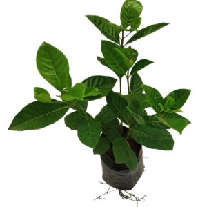 Gardenia, Ananta Live Plant , cherished for their lush green leaves and aromatic blooms, thrive in outdoor settings across southern regions.