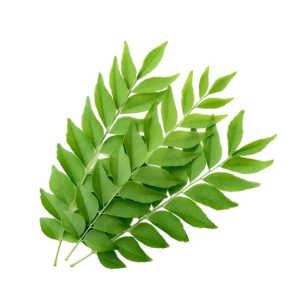 Curry leaves, also known as "kadi patta" in Indian cuisine, are a must-have for any kitchen looking to infuse authentic flavor into dishes.