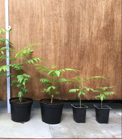 The Curry tree / leaf plant online scientifically known as Murraya koenigii, is a small tree native to India that belongs to the citrus family.