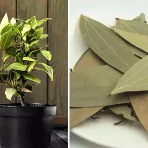 The Bay Leaf Plant/Tree (biryani leaf), scientifically known as Laurus nobilis, is a beloved herb renowned for its distinctive aroma and flavor.