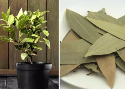 The Bay Leaf Plant/Tree (biryani leaf), scientifically known as Laurus nobilis, is a beloved herb renowned for its distinctive aroma and flavor.