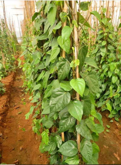 Medinipur Special Betel live leaf/Leaves plant, also known as 'Paan leaf' in India,