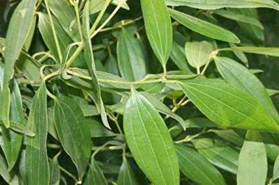 there's one unsung hero that often goes unnoticed amidst the spices and herbs – the humble Bay Leaf, also known as Tej Patta in Indian cuisine.