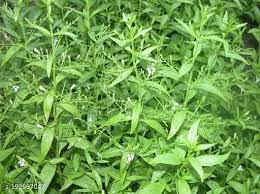 Kalmegh leaves exhibit powerful immune-modulating and anti-inflammatory effects.