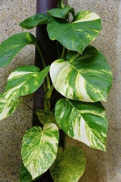 Live Money plant/Tree for home decor and good fortune (with tub) with first delivery - Image 2