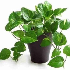 Live Money plant/Tree for home decor and good fortune (with tub) with first delivery