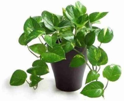 Live Money plant/Tree for home decor and good fortune (with tub) with first delivery