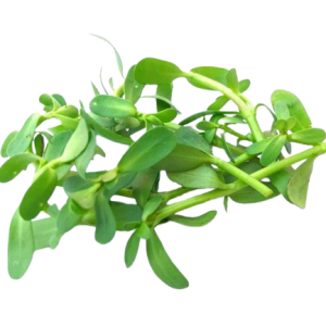 Brahmi plant leaves, also known as Bacopa, is a revered herb in Ayurveda renowned for its myriad health benefits.