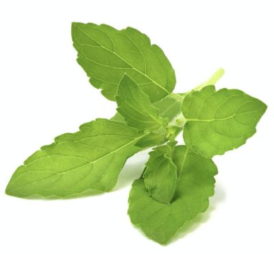 Holy basil (Tulsi) plant leaves , also known as Tulsi leaves , a revered herb in traditional Indian medicine with a plethora of health benefits.